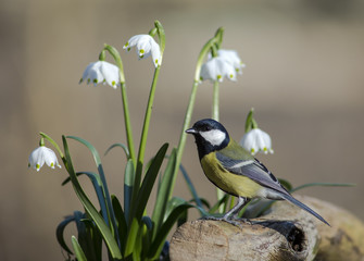 Obraz premium Great Tit and Dorothea Lilies in spring