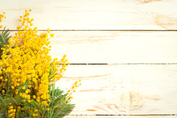 Mimosa flowers in a vintage metal milk can background