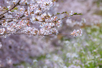 桜の花