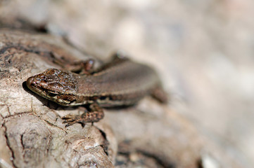 common wall lizard on stonewall