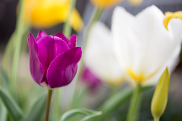 チューリップの花