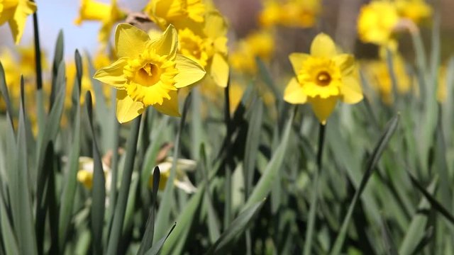 Spring Meadow Daffodil Flowers Waving on Breeze
