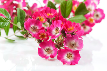 Pinke Strauchrosen (Rosa), Strauchrose, pink, kleinblütig, klei