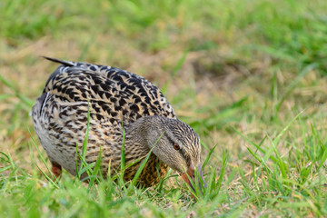 Female Mallard Grazing in Grass with Head down green grass backg