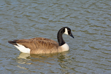 Solitary Canadian Goose swimming right Reflection in water