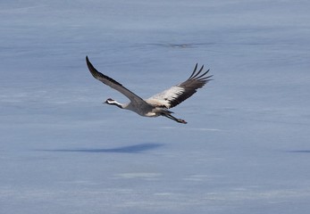 Common crane (Grus grus) leaving icy lake in the spring.