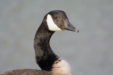 Canadian Goose Portrait with vivid eyes side  profile shoulders
