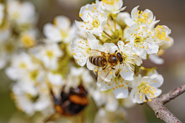 Bee and a bumble bee on a spring flower collecting pollen and ne