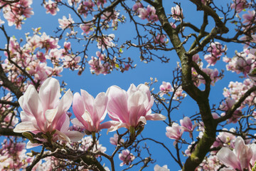 duitsland, noordelijke rhine-westphalia, keulen, magnoliaboom, tulips-m