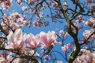 Fotobehang Magnolia duitsland, noordelijke rhine-westphalia, keulen, magnoliaboom, tulips-m