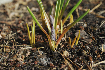 Muscari bud. A few days before flowering. Springtime.