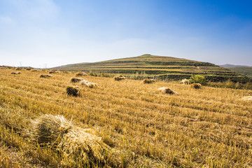 Grassland scenery in Hebei province, China