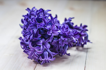 Hyacinths Spring Flower