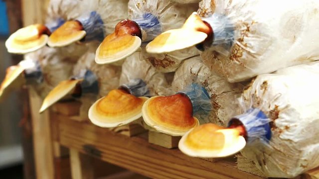 Lingzhi mushroom farm agricultural business food for medical