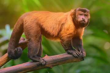 Brown capuchin monkey sitting among the trees