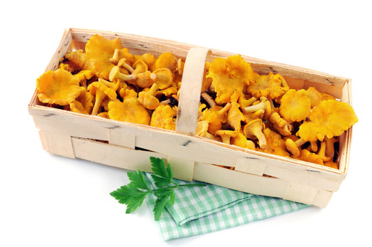 basket with fresh golden chanterelles on white isolated backgrou