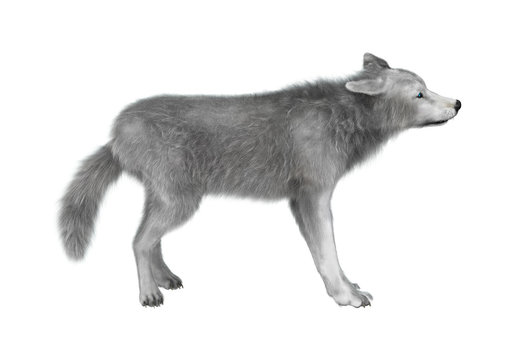 3D Illustration Polar Wolf on White