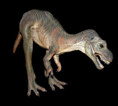 Tyrannosaur from Jurassic era isolated on a black background. /Extinct dinosaur is standing with an open mouth.