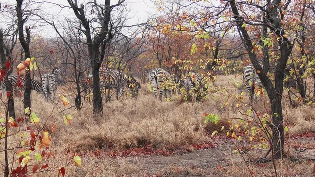 Plains Zebra (Equus quagga burchellii ) grazing between trees in autumn colors, while raining