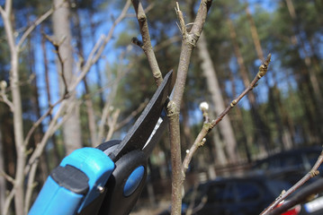 Pruning shears trees. Formation of tree crown. Spring works in the garden.