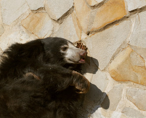 Asiatic black bear 