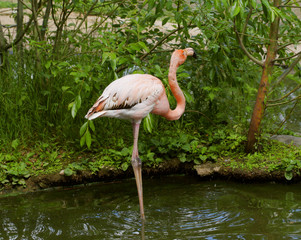 the single pink flamingo in zoo 