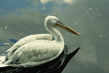 White Pelican - Pelecanus onocrotalus 