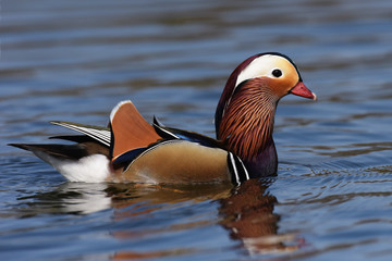 Mandarin Duck, Mandarin, Aix galericulata