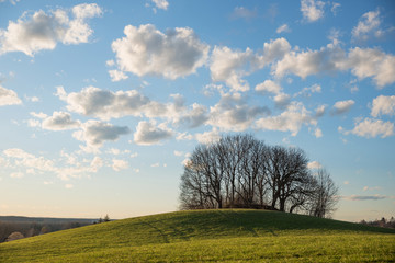 Hügel mit kahler Baumgruppe, blauer Wolkenhimmel