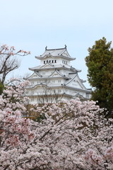 Fototapeta premium 姫路城