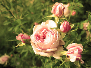 Naklejka premium rosa vieja