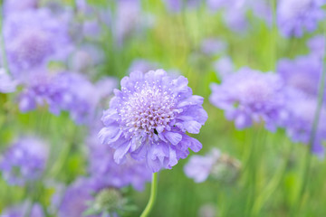Flower Scabiosa