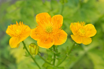Flowers Trollius
