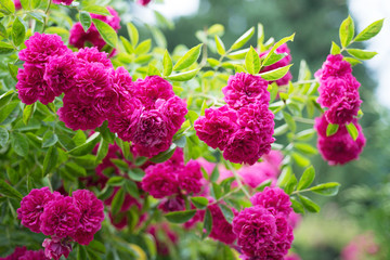 Obraz premium Climbing Pink Rose in the Garden