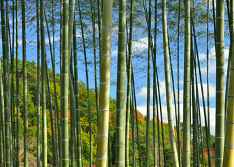 Fototapeta premium bamboo grove of Japanese garden. 
