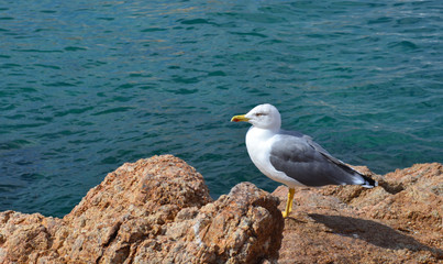 Obraz premium Gull is located seaside