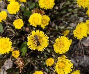 Biene auf Huflattich