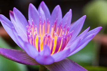 Fototapeta premium image of water lily or a lotus flower