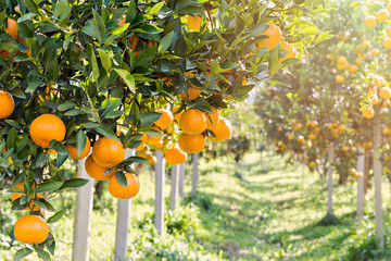 Ripe and fresh oranges hanging on branch, orange orchard