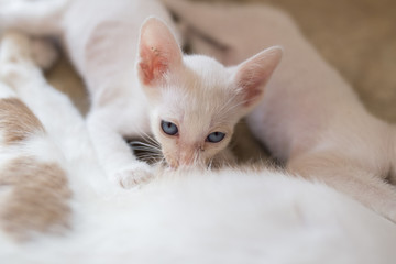 Little Kitty drinking milk form its mom