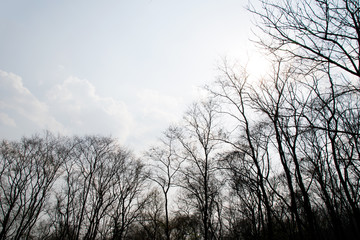 Branches of a tree without leaves in drought forest