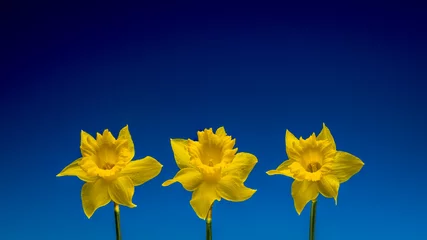 Rolgordijnen Narcis Drie narcissen geïsoleerd tegen een blauwe achtergrond