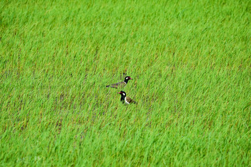 Two Red wattled lapwing woo each other in the rice field.