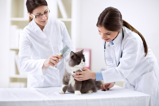 Veterinarian with cat