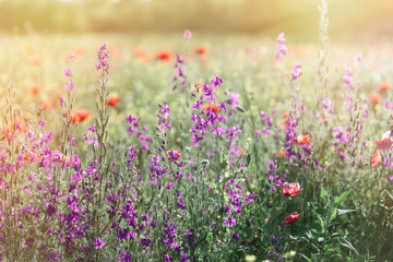 Purple flowers in spring meadow - wild flowers in meadow