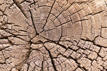 Fototapeta premium The end portion of the old timber