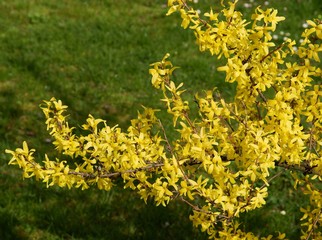 yellow flowers of forsythia bush at spring