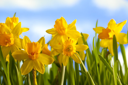 Yellow daffodils on blue sky background
