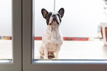 French bulldog looking through the balcony window
