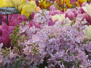 Beautiful flowers in spring